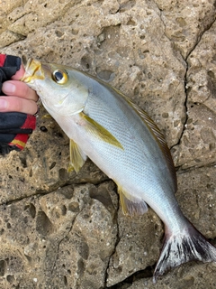 イサキの釣果