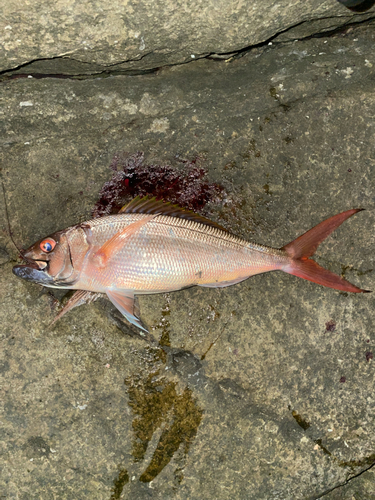 アカチビキの釣果