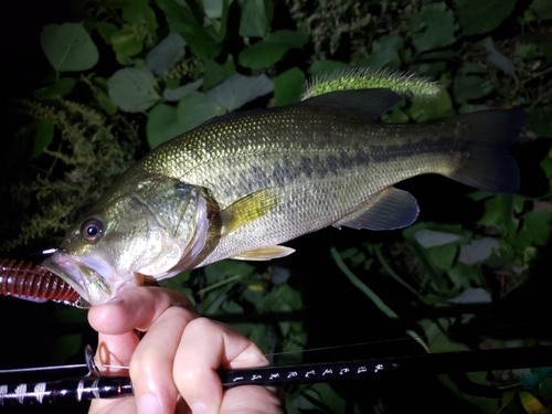 ブラックバスの釣果