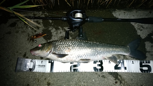 ニゴイの釣果