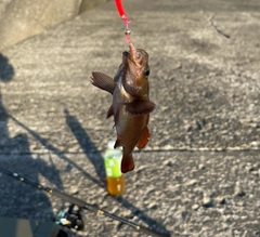 エゾメバルの釣果