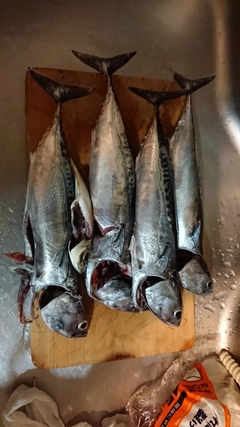ソウダガツオの釣果