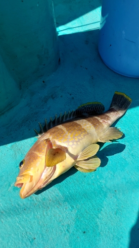 アオハタの釣果