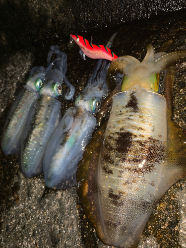 アオリイカの釣果