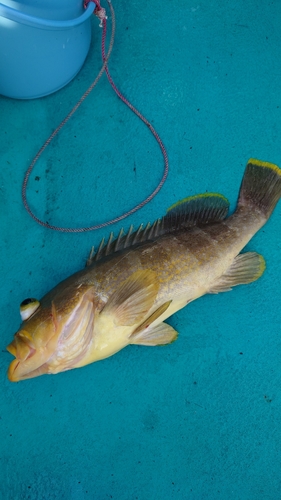 アオハタの釣果