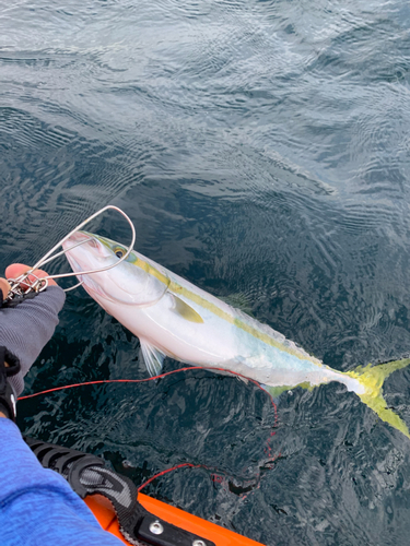 イナダの釣果