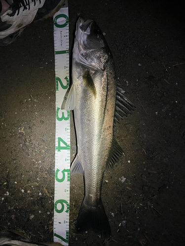 シーバスの釣果