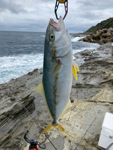 ヒラマサの釣果