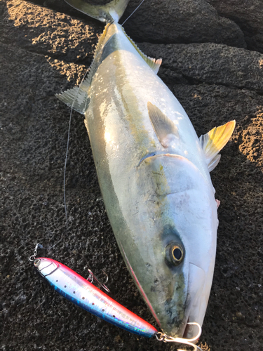 ヒラマサの釣果