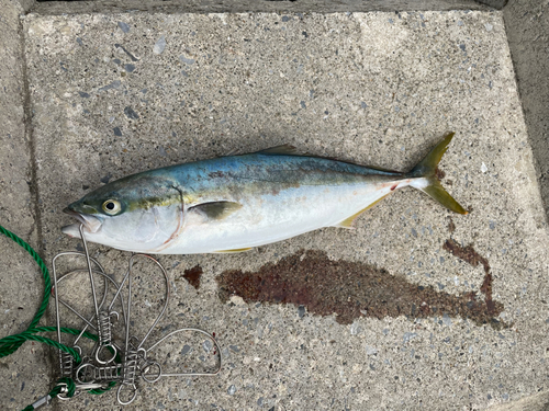 イナダの釣果