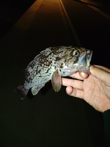 クロソイの釣果