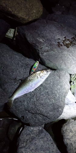 コノシロの釣果