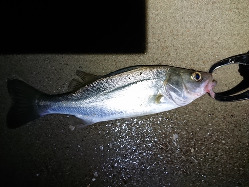 セイゴ（マルスズキ）の釣果