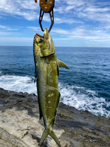 シイラの釣果