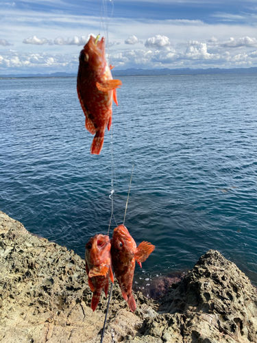 カサゴの釣果