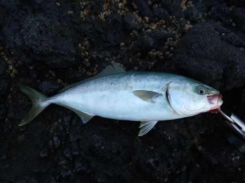 フクラギの釣果