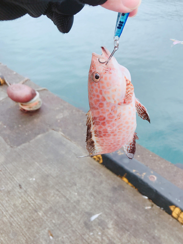 オオモンハタの釣果