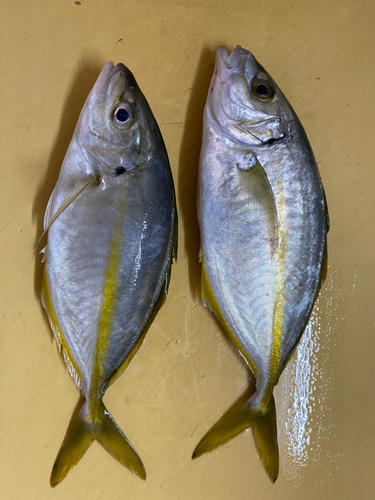 シマアジの釣果