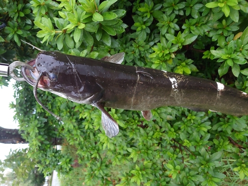 ナマズの釣果