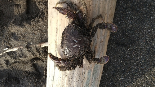 カニの釣果