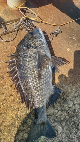 チヌの釣果