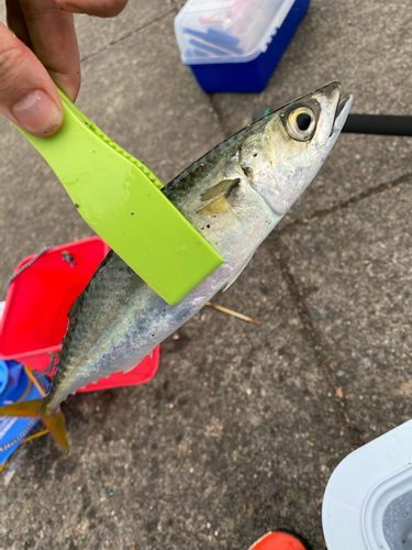 サバの釣果