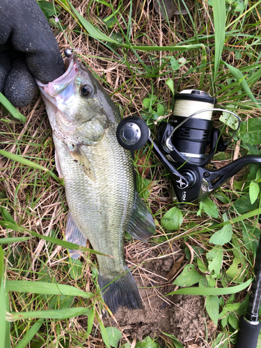 ラージマウスバスの釣果