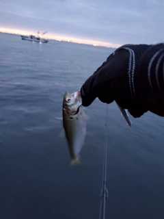 コノシロの釣果