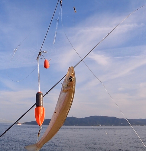 キスの釣果