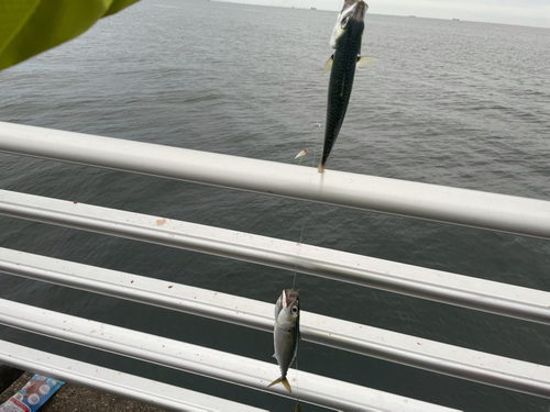 サバの釣果