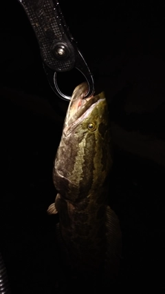ライギョの釣果