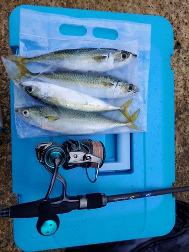 サバの釣果