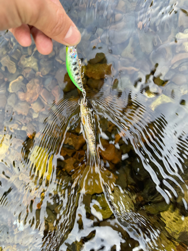 ブラウントラウトの釣果