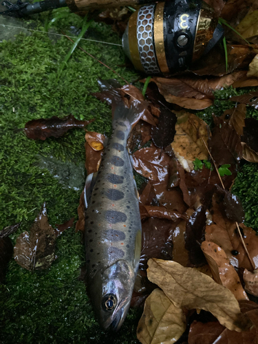 アマゴの釣果