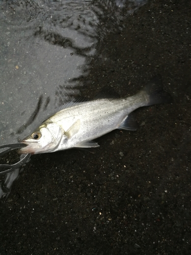 セイゴ（マルスズキ）の釣果