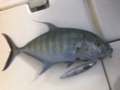 ナンヨウカイワリの釣果