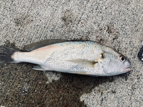 イシモチの釣果