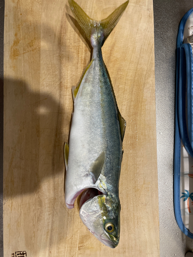 ツバイソの釣果