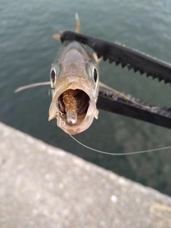 マアジの釣果