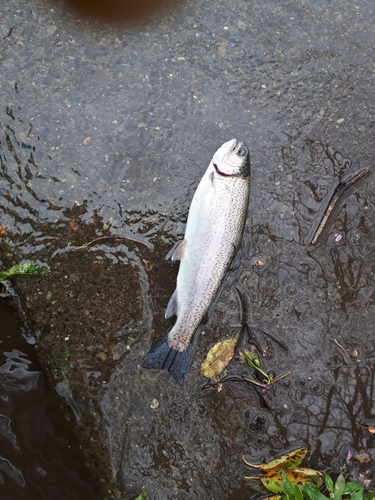 ニジマスの釣果