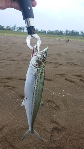 サゴシの釣果