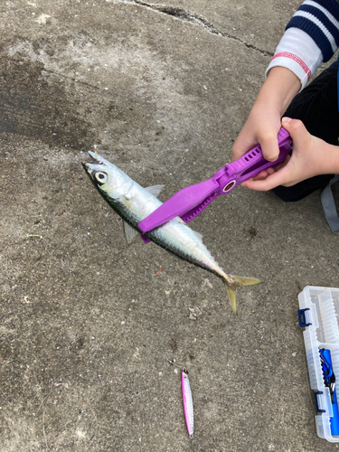 サバの釣果