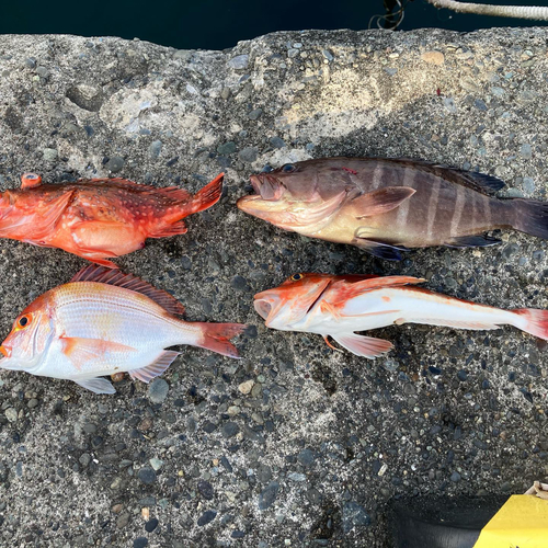 ホウボウの釣果