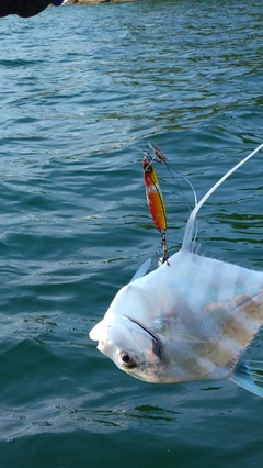 タチウオの釣果