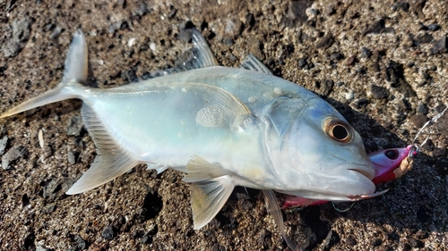 メッキの釣果