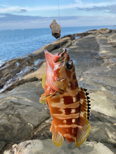 アカハタの釣果