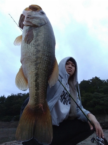 ブラックバスの釣果