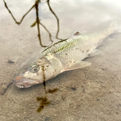 ハスの釣果