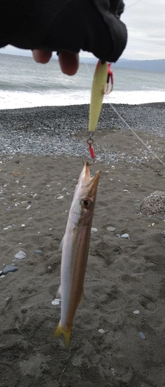 カマスの釣果