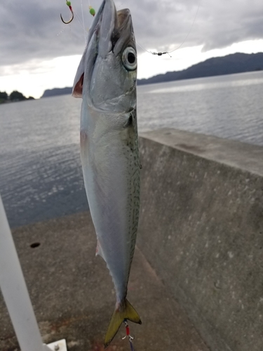 サバの釣果